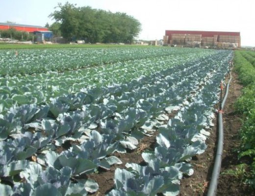 Facturile pentru motorina folosită în agricultură vor fi decontate în acest an şi anul viitor